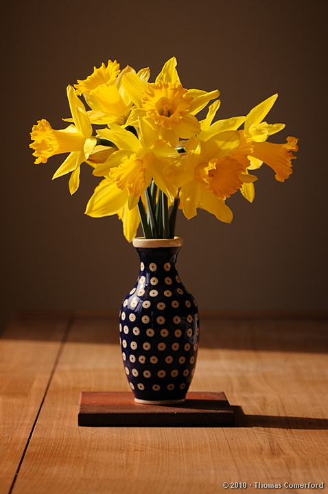 Daffodils