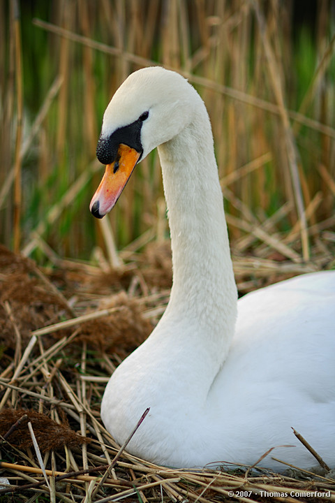 Nesting Swan