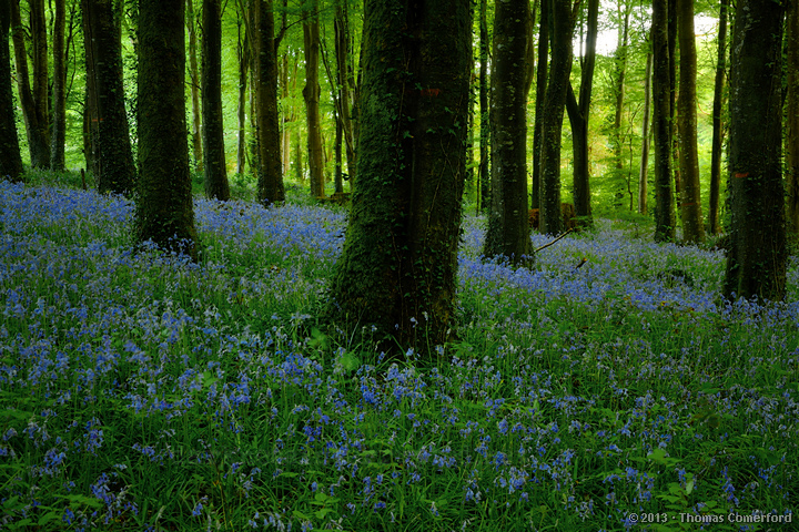 Bluebells