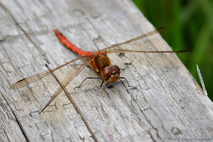 Common Darter